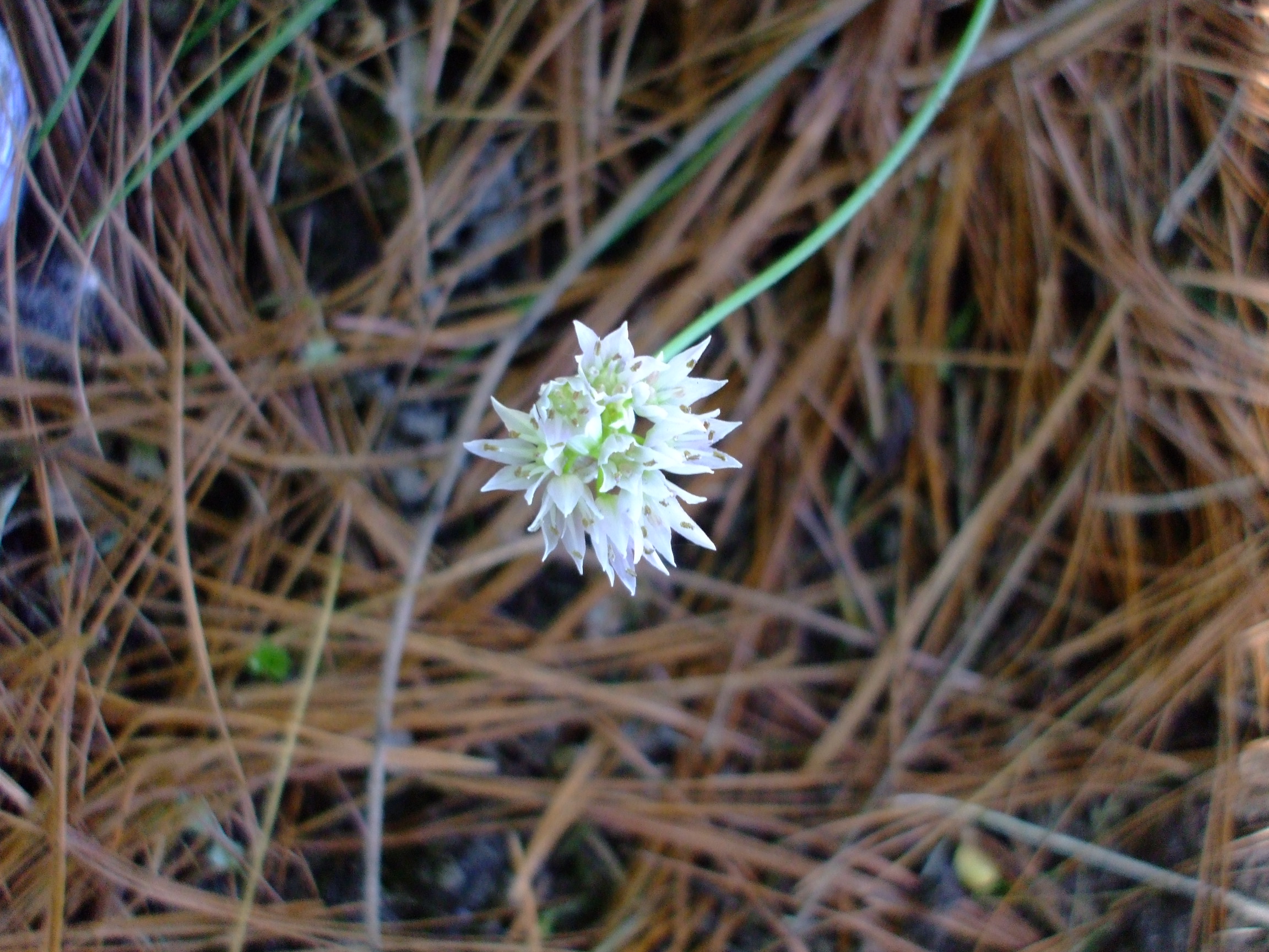 Allium geyeri
